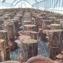 황금버섯 이미지