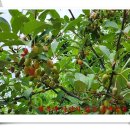 효세농장 이미지