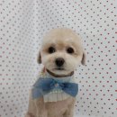 펫피파니 이미지