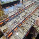 아이러브독도 | [구미 파충류샵] 아이러브독도 x 로크앤라텔 쪼매난 팝업 후기!!