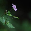 화악산의 추억 - 곰취, 난쟁이바위솔, 병아리난초, 파란여로 이미지