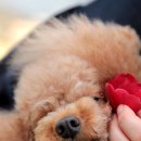 이쁘니PC 이미지