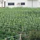 제1 농장 이미지