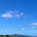 파우파우 이미지