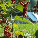 현서농장 이미지