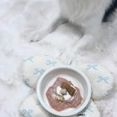 댕냥이키친 이미지