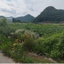 양촌주유소 이미지