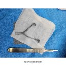 안성축협동물병원 | 안성 동물병원 강아지 골절 수술 후기 일요일동물병원