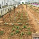 민지네 농장 이미지