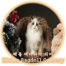 랙돌 캐터리 아이돌스(IDOLLS) 이미지