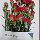 민들레요양병원 | 가족처럼 가까운 인천재가복지센터, 민들레재가복지센터에서 제공하는 방문요양과 방문목욕 활용법 A to Z