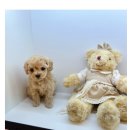 빅토리아펫 강아지고양이 잠실점 이미지