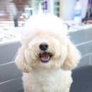 정봉미용실 네이버블로그