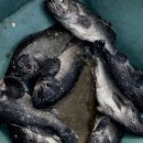 대도유료낚시터 이미지