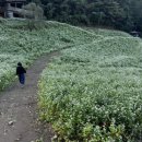 노동리 | 청주 가볼만한곳 추정리 메밀밭 &amp; 가덕 코스모스 길 후기