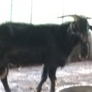 태성농장3 이미지