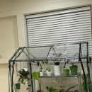 석삼말로3 | 싱싱하고 예쁜꽃들이 한가득있는 안산꽃집&#34;다즐플라워&#34;에서 졸업식꽃다발 픽업 후기^^