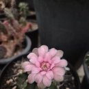 미하농장 이미지