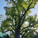 방학동 은행나무 이미지