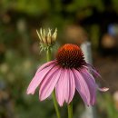 에키나시아 ( Echinacea ) 이미지