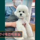 몽언니애견미용실 - 남구 중앙대로31길 128 | 몽언니애견미용실