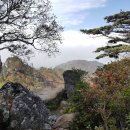 야생화길 이미지