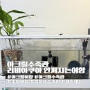 어항단지로 | 안깨지는 아크릴어항 초보수족관 꾸미기와 아크릴수족관 장단점 추천이유