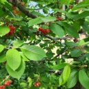 지리산황금나무 이미지