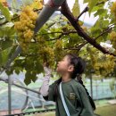 🍇지혜반🍇별별포도농원에 다녀왔어요 이미지
