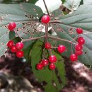 '까마귀의 쌀' 가막살나무(Viburnum dilatatum Thunb) 이미지