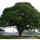 정자나무아래 이미지