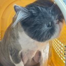 고양이미용연구소 이미지