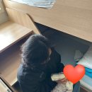 완도공용주자장 앞 | 2개월 아기랑 목포에서 제주 퀸제누비아 전기차 선적 패밀리객실 후기