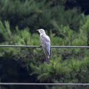 매향리의 뻐꾸기(common cuckoo) 이미지