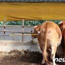 이스턴24시동물병원 이미지