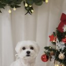그루밍존 이미지
