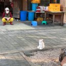 시골닭 농장 이미지