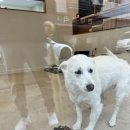 살랑애견미용실 이미지