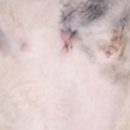 힐스타운 동물병원 이미지