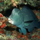 혹돔(Bulgyhead wrasse) 이미지