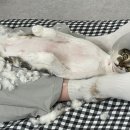 고양이 미용실 방울선생 이미지