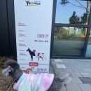 송도교육로 | 송도 애견운동장 추천! 혜움 반려견 놀이터(혜움도그파크) 예약 및 이용 꿀팁