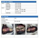 자연앤동물병원 | 용인 성복동 동물병원 사람앤동물메디컬센터 확장이전 첫방문 및 노령견 건강검진 후기