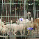 먹방뼈다귀 Daum카페