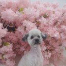 마롱 살롱 이미지