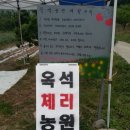 경주 체리 이미지