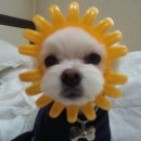 꽃보다 강쥐 이미지