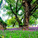 고목나무 이미지