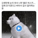 정보)허스키의 정식 명칭은 ‘시베리안’허스키다 이미지