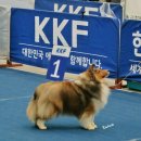 골든베릴셀티 이미지